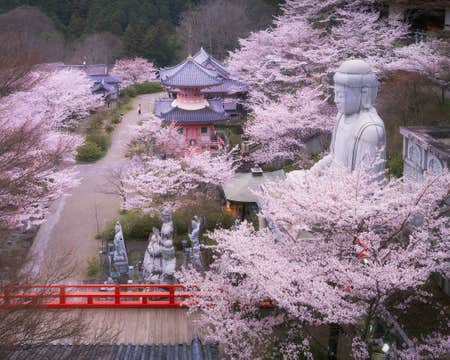 Japan in Bloom — Sakura Photography Tour