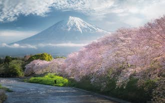 Japan in Bloom — Sakura Photography Tour
