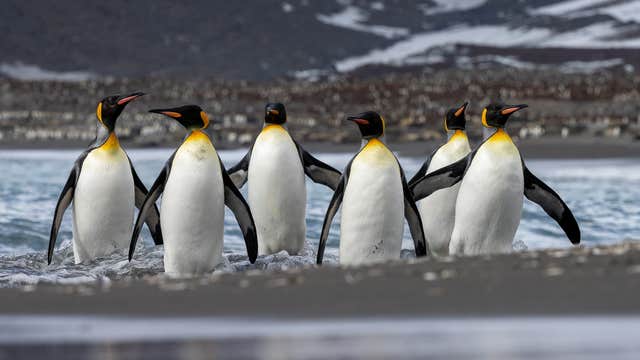 South Georgia & Falklands Wildlife and Landscape Photography Expedition with Daniel Kordan