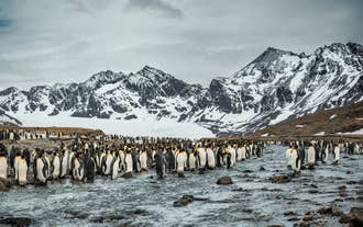 South Georgia & Falklands Wildlife and Landscape Photography Expedition with Daniel Kordan
